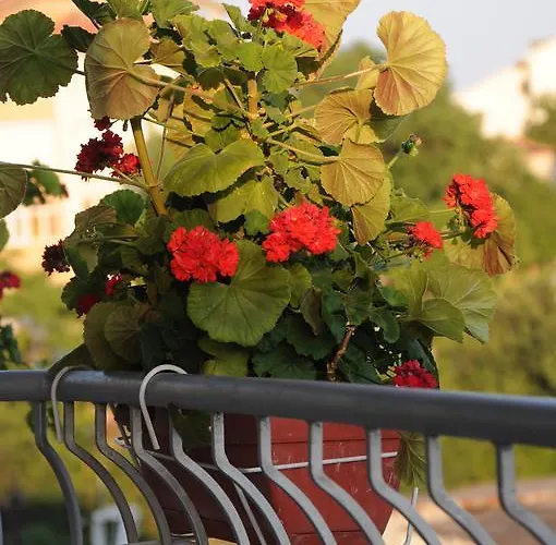 Babeva 3* Sveti Vlas